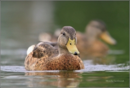 <p>KACHNA DIVOKÁ (Anas platyrhynchos) ---- úMallard - Stockente/</p>